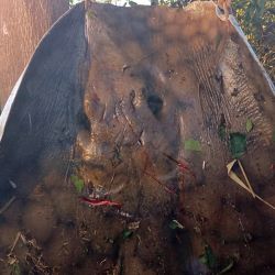 Tardaron casi 9 horas en sacar una verdadera bestia de las aguas del río, en islas cercanas a Colonia Teresa. Se trata de un ejemplar gigante, que sorprendió a los pescadores.