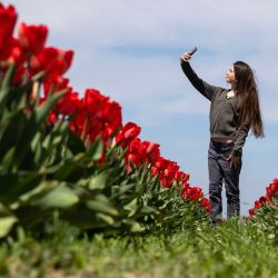 Imagen de una mujer tomándose una fotografía en una granja de recolección de tulipanes, en Niagara-on-the-Lake, Ontario, Canadá. | Foto:Xinhua/Zou Zheng