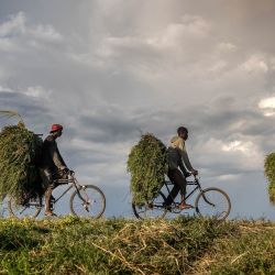 Trabajadores transportan alimento para vacas en sus bicicletas mientras se dirigen a un mercado por una carretera cerca de Gihanga, en las afueras de Bujumbura, Burundi. | Foto:LUIS TATO / AFP