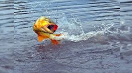 1405_PESCA