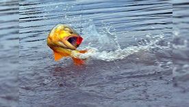 1405_PESCA