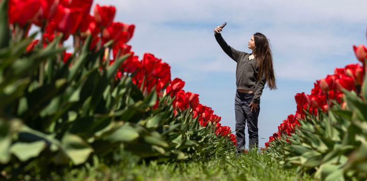 Imagen de una mujer tomándose una fotografía en una granja de recolección de tulipanes, en Niagara-on-the-Lake, Ontario, Canadá.