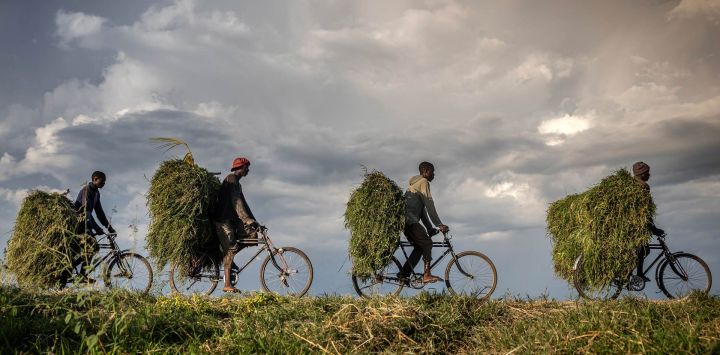 Trabajadores transportan alimento para vacas en sus bicicletas mientras se dirigen a un mercado por una carretera cerca de Gihanga, en las afueras de Bujumbura, Burundi.