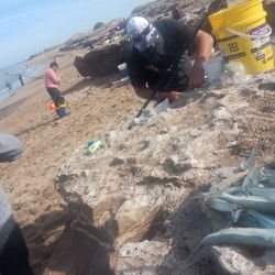 La actividad se da cerca, los lanzamientos deben ser cortos, en marea alta, a unos 20 m el pique está firme, mientras que, en el agua baja, los lances deben superar los 50 m para mantener la efectividad en los piques.
