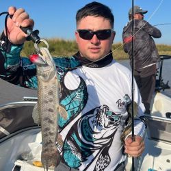 La pesca se está dando con anzuelos offset emplomados, sobre los que se colocan distintas gomas como pueden ser las Rana Rubí, los Gozio Falix o ratitas de goma.