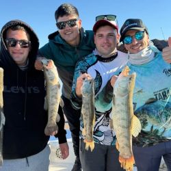 La pesca se está dando con anzuelos offset emplomados, sobre los que se colocan distintas gomas como pueden ser las Rana Rubí, los Gozio Falix o ratitas de goma.