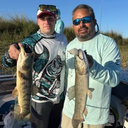 La pesca se está dando con anzuelos offset emplomados, sobre los que se colocan distintas gomas como pueden ser las Rana Rubí, los Gozio Falix o ratitas de goma.