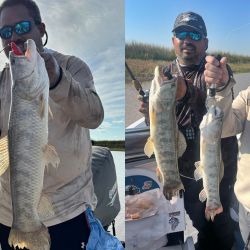 La pesca se está dando con anzuelos offset emplomados, sobre los que se colocan distintas gomas como pueden ser las Rana Rubí, los Gozio Falix o ratitas de goma.