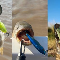 La pesca se está dando con anzuelos offset emplomados, sobre los que se colocan distintas gomas como pueden ser las Rana Rubí, los Gozio Falix o ratitas de goma.