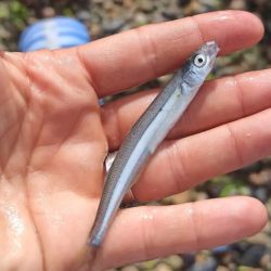 Martino capturó en solo siete minutos, 54 piezas, una cantidad asombrosa que se da por la experiencia y práctica. Son alrededor de tres tiros por minuto, lo que hace pensar en la posibilidad de sacar más de 300 ejemplares por hora. 