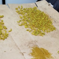 Martino capturó en solo siete minutos, 54 piezas, una cantidad asombrosa que se da por la experiencia y práctica. Son alrededor de tres tiros por minuto, lo que hace pensar en la posibilidad de sacar más de 300 ejemplares por hora. 