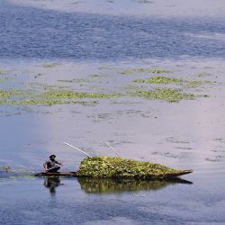 Un barquero transporta maleza para alimentar a su ganado en las aguas del lago Wular, en Bandipora, al norte de Srinagar. | Foto:TAUSEEF MUSTAFA / AFP