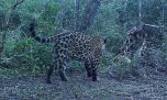 Mirá el yaguareté que avistaron en el Parque Nacional Río Pilcomayo