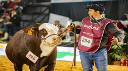 Expectativas récord para las Nacionales 2025 en Corrientes: “La genética es una inversión que se paga sola” 