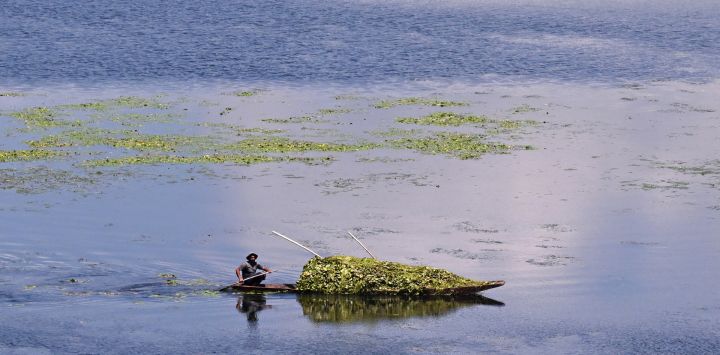 Un barquero transporta maleza para alimentar a su ganado en las aguas del lago Wular, en Bandipora, al norte de Srinagar.