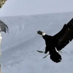 Se definieron puntos de observación frente a los paredones donde anidan los cóndores andinos.