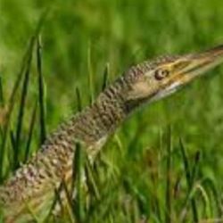 Personal de la División Delitos Rurales y Ambientales N° 6 acudió al lugar y logró poner a salvo al ave.