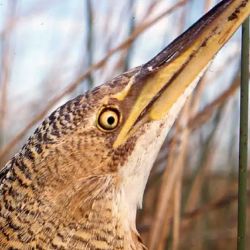 Esta especie de ave es muy poco vista en América.