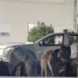 Los perros se encontraban ocultos en la parte trasera de la camioneta. 