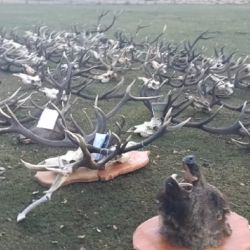  Parte de los 47 trofeos de ciervo y de jabalí.