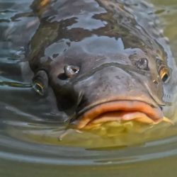 Estos descubrimientos sugieren que esta remota región pudo haber sido una plataforma de lanzamiento evolutiva para los peces que ahora dominan los ríos y lagos del norte de todo el mundo.