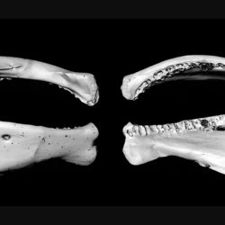 Estos descubrimientos sugieren que esta remota región pudo haber sido una plataforma de lanzamiento evolutiva para los peces que ahora dominan los ríos y lagos del norte de todo el mundo.