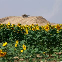Un tanque israelí se posiciona en un montículo más allá de un campo de girasoles con vistas a la frontera con la Franja de Gaza. | Foto:MENAHEM KAHANA / AFP