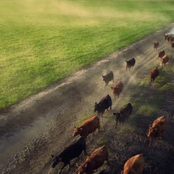 Vista aérea tomada con un dron de bueyes corriendo en una granja, en la Estepa Pampeana, Argentina. | Foto:Xinhua/Meng Dingbo