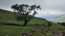 Árbol en la montaña