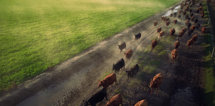Vista aérea tomada con un dron de bueyes corriendo en una granja, en la Estepa Pampeana, Argentina.