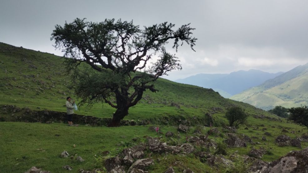 Árbol en la montaña