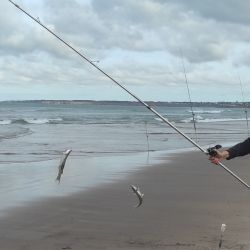 La línea quebrada de dos boyas, con cuatro o cinco brazoladas es el aparejo típico del lugar y anduvo muy bien, la baja profundidad del sector invitó a probar con los tradicionales paternóster y fue una buena elección. 