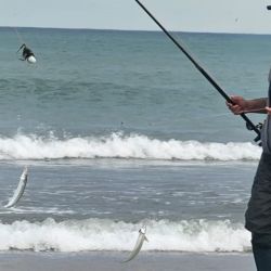 La línea quebrada de dos boyas, con cuatro o cinco brazoladas es el aparejo típico del lugar y anduvo muy bien, la baja profundidad del sector invitó a probar con los tradicionales paternóster y fue una buena elección. 