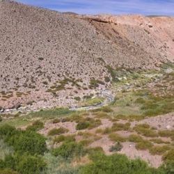 El bosque nativo se encuentra en excelente estado vegetativo.