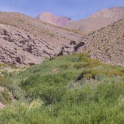El nuevo bosque nativo de Chacay se encuentra en plena cordillera sanjuanina. 