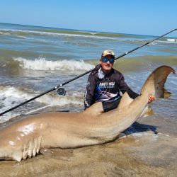 Importantes tiburones bacotas y escalandrunes fueron marcados en los últimos años en el área Mar Chiquita - Mar del Plata
