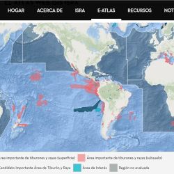 Importantes tiburones bacotas y escalandrunes fueron marcados en los últimos años en el área Mar Chiquita - Mar del Plata