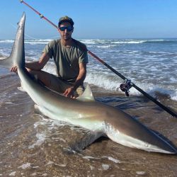 Importantes tiburones bacotas y escalandrunes fueron marcados en los últimos años en el área Mar Chiquita - Mar del Plata