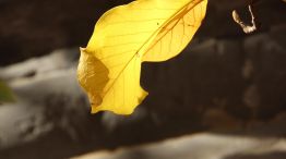 Hojas amarillas de la planta 