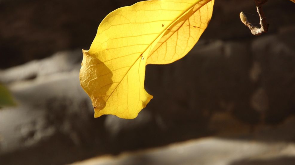 Hojas amarillas de la planta 