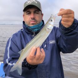La pesca se da tanto anclados en las bahías como gareteando con brazoladas bien cortas, no más de 10 cm, una profundidad que permite disfrutar de verdaderas explosiones en el agua cuando se dan los piques. 