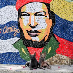 Dos perros descansan frente a una obra de arte del artista cubano José Fuster, que representa al fallecido presidente venezolano Hugo Chávez, en el pueblo costero de Jaimanitas, a las afueras de La Habana, Cuba. | Foto:YAMIL LAGE / AFP