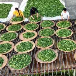 Imagen un heredero de la técnica de elaboración del té de roca Wuyi, aireando hojas de té con agricultores, en Wuyishan, en la provincia de Fujian, en el sureste de China. | Foto:Xinhua/Qiu Ruquan