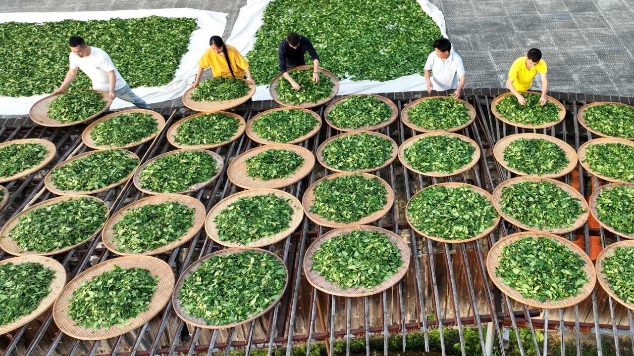 Imagen un heredero de la técnica de elaboración del té de roca Wuyi, aireando hojas de té con agricultores, en Wuyishan, en la provincia de Fujian, en el sureste de China. | Foto:Xinhua/Qiu Ruquan