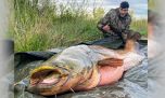Un pescador capturó 30 ejemplares de una especie invasora capaz de devorar a un perro