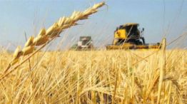 Cosecha fina: desde el agro celebran la baja de retenciones como una medida “muy acertada”