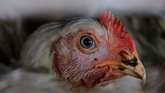 La aparición de la gripe aviar en Brasil pone en alerta al comercio mundial de pollos