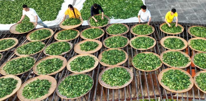 Imagen un heredero de la técnica de elaboración del té de roca Wuyi, aireando hojas de té con agricultores, en Wuyishan, en la provincia de Fujian, en el sureste de China.