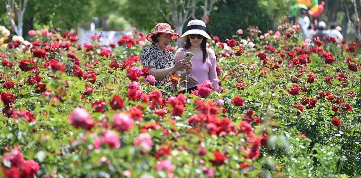 Turistas disfrutan de las flores en un área escénica, en la ciudad de Zaozhuang, en la provincia de Shandong, en el este de China.