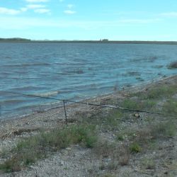 La laguna sufrió una importante mortandad en el verano, aunque no afectó a toda la población del ámbito. (Foto: Omar Calafate).
